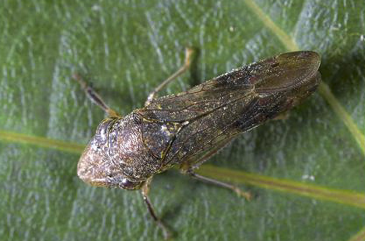 Lawmakers seek .2M in emergency federal funds to fight grape pest